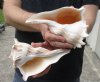 2 pc lot of Lightning Whelks measuring 7 inches - You will receive the shells in the photo for $18/lot
