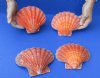 4 piece lot of Orange Lion Paw shells for sale, 6 inches - Review all photos. You are buying the shells pictured for $20/lot