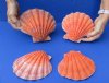 4 piece lot of Orange Lion Paw shells for sale, 6 inches - Review all photos. You are buying the shells pictured for $20/lot