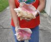 2 piece pink conch shells for sale (with slits in the back) 6 and 7-3/4 inches - Review all photos. You are buying the shells pictured for $19/lot