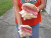 2 piece pink conch shells for sale (with slits in the back) 6 and 7-3/4 inches - Review all photos. You are buying the shells pictured for $19/lot