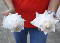 2 pc lot of Lightning Whelks measuring 8 inches - Buy Now for $23/lot