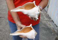 2 pc lot of Lightning Whelks measuring 8 inches - You will receive the shells in the photo for $23/lot