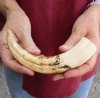 8-1/2 inch Warthog Tusk, Warthog Ivory from African Warthog.  You are buying the tusk in the photo for $24.00