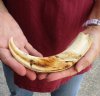 9-3/4 inch Warthog Tusk, Warthog Ivory from African Warthog.  You are buying the tusk in the photo for $30.00