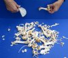 200 pc lot of assorted wild boar, raccoon, opossum and coyote bones measuring approximately 1/4 inch up to 7 inches in size.  You are buying the assorted small bones pictured for $60.00