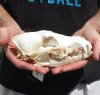 8-1/4 inches real North American coyote skull for sale (Jaws glued shut). Review all photos as you are buying this one for $30 