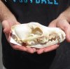 8 inches real North American coyote skull for sale (Jaws glued shut). Review all photos as you are buying this one for $30 