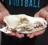 8-1/2 inches real North American coyote skull for sale (Jaws glued shut). Review all photos as you are buying this one for $30 