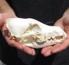 7-1/2 inches real North American coyote skull for sale (Jaws glued shut). Review all photos as you are buying this one for $30 
