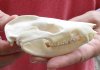 Opossum Skull 4-3/8 inches long and 2-1/8 inches wide - You are buying the skull pictured for $35
