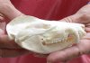 Opossum Skull 4-1/4 inches long and 2-1/4 inches wide - You are buying the skull pictured for $35