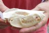 Opossum Skull 4-1/2 inches long and 2-1/4 inches wide - You are buying the skull pictured for $40