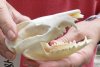 Opossum Skull 4 inches long and 2-1/4 inches wide - You are buying the skull pictured for $35