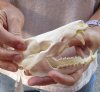 Opossum Skull 4-7/8 inches long and 2-1/2 inches wide - You are buying the skull pictured for $40