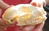 #2 Grade Raccoon Skull measuring 5 inches long and 2-3/4 inches wide - You are buying the discounted / damaged skull shown for $26.00