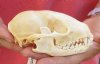#2 Grade Raccoon Skull measuring 4-3/4 inches long and 3 inches wide - You are buying the discounted / damaged skull shown for $26.00
