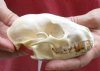 #2 Grade Raccoon Skull measuring 5 inches long and 3 inches wide - You are buying the discounted / damaged skull shown for $26.00