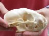 Raccoon Skull measuring 5 inches long - You are buying the skull shown for $26