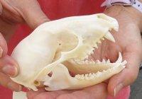 Raccoon Skull measuring 4-1/2 inches long - You are buying the skull shown for $30