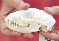 Raccoon Skull measuring 4-1/2 inches long - You are buying the skull shown for $30
