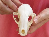 Raccoon Skull measuring 4-1/4 inches long - You are buying the skull shown for $30