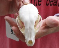 Raccoon Skull measuring 3-7/8 inches long - You are buying the skull shown for $30