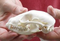 Raccoon Skull measuring 3-7/8 inches long - You are buying the skull shown for $30
