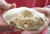 #2 Grade Raccoon Skull measuring 5 inches long and 2-3/4 inches wide - You are buying the discounted / damaged skull shown for $26.00