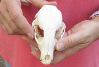 Raccoon Skull measuring 4-3/8 inches long - You are buying the skull shown for $30