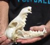 7-3/4 inches real North American coyote skull for sale (Jaws glued shut). Review all photos as you are buying this one for $30 