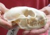 #2 Grade Raccoon Skull measuring 5 inches long and 3-1/2 inches wide - You are buying the discounted / damaged skull shown for $26.00