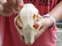 #2 Grade Raccoon Skull measuring 5 inches long and 3-1/2 inches wide - for $26.00