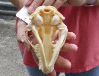 #2 Grade Raccoon Skull measuring 5 inches long and 3-1/2 inches wide - for $26.00