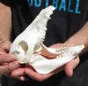 6-1/4 inch wild boar skull, commercial grade - You are buying the skull pictured for $25 (damage to nose, missing a couple teeth)