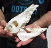 7-1/4 inch wild boar skull, commercial grade - You are buying the skull pictured for $30