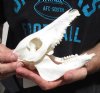 6-3/4 inch wild boar skull, commercial grade - You are buying the skull pictured for $30