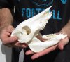 #2 grade 7 inch wild boar skull, commercial grade - You are buying the skull pictured for $25 (damaged nose, missing teeth)