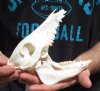6-1/2 inch wild boar skull, commercial grade - You are buying the skull pictured for $30