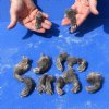 13 piece lot of North American Opossum feet, opossum paws, cured in borax,  measuring 2 to 3 inches in length - you will receive the feet pictured for $45.00/lot