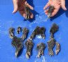 13 piece lot of North American Opossum feet, opossum paws, cured in borax,  measuring 2 to 4-1/2 inches in length - you will receive the feet pictured for $50.00/lot