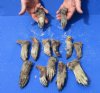 13 piece lot of North American Raccoon back feet cured in borax, measuring 3-1/2 to 5 inches in length - you will receive the feet pictured for $52/lot