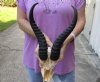 #2 Grade Male springbok skull and horns for sale - Horns 12-1/2 inches - Review all photos carefully, you are buying the one shown for $40 (broken nose and damaged skull)