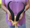 #2 Grade Male springbok skull and horns for sale - Horns 12 inches - Review all photos carefully, you are buying the one shown for $40 (broken nose, missing teeth, discolored and damaged skull)