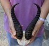 10 and 10-1/2 inch Male Springbok Horns on Springbok Skull Plate - You are buying the horns and skull plate shown for $25 (Horns do not come off)