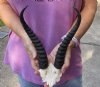 10 inch Male Springbok Horns on Springbok Skull Plate - You are buying the horns and skull plate shown for $25