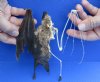 Half Skeleton/Half Mummy Diadem Leaf Nosed bat with wings open, measuring 6-1/2 inches tall - You are buying the bat skeleton in the photo for $65
