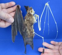 Half Skeleton/Half Mummy Diadem Leaf Nosed bat with wings open, measuring 6-1/4 inches tall - You are buying the bat skeleton in the photo for $65