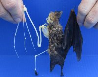 Half Skeleton/Half Mummy Diadem Leaf Nosed bat with wings open, measuring 6-1/4 inches tall - You are buying the bat skeleton in the photo for $65