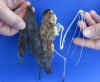 Half Skeleton/Half Mummy Diadem Leaf Nosed bat with wings open, measuring 6 inches tall - You are buying the bat skeleton in the photo for $65